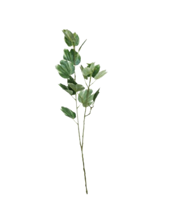 FOLLAJE HOJA DE BAUHINIA