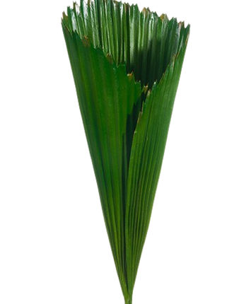 PALMA CONO