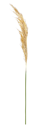 PAMPA