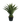 PLANTA DECORATIVA AGAVE