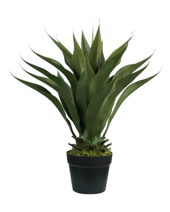 PLANTA DECORATIVA AGAVE