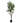 PLANTA DECORATIVA EREN