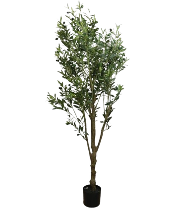 PLANTA DECORATIVA EREN
