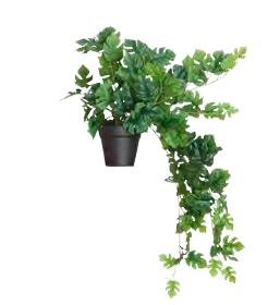 PLANTA DECORATIVA ERHAN