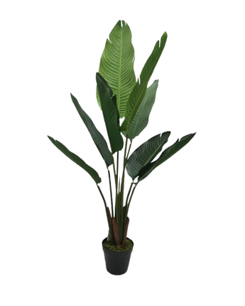 PLANTA DECORATIVA NICOLAI