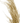 PAMPA
