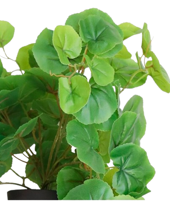 PLANTA DECORATIVA FARUK