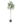 ARBOL DE OLIVO A160