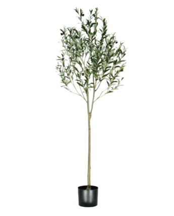 ARBOL DE OLIVO A160
