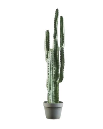CACTUS PENTAGONO CEREUS -95