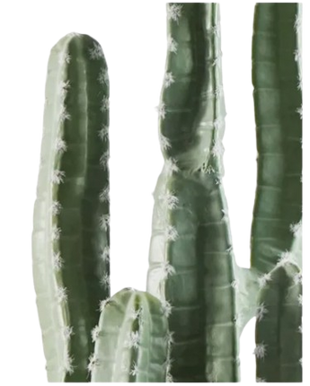 CACTUS PENTAGONO CEREUS -95