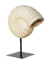 CARACOL ESPIRAL CREMA