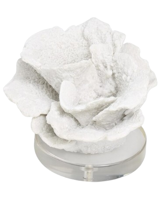 CARACOL REMOL BASE